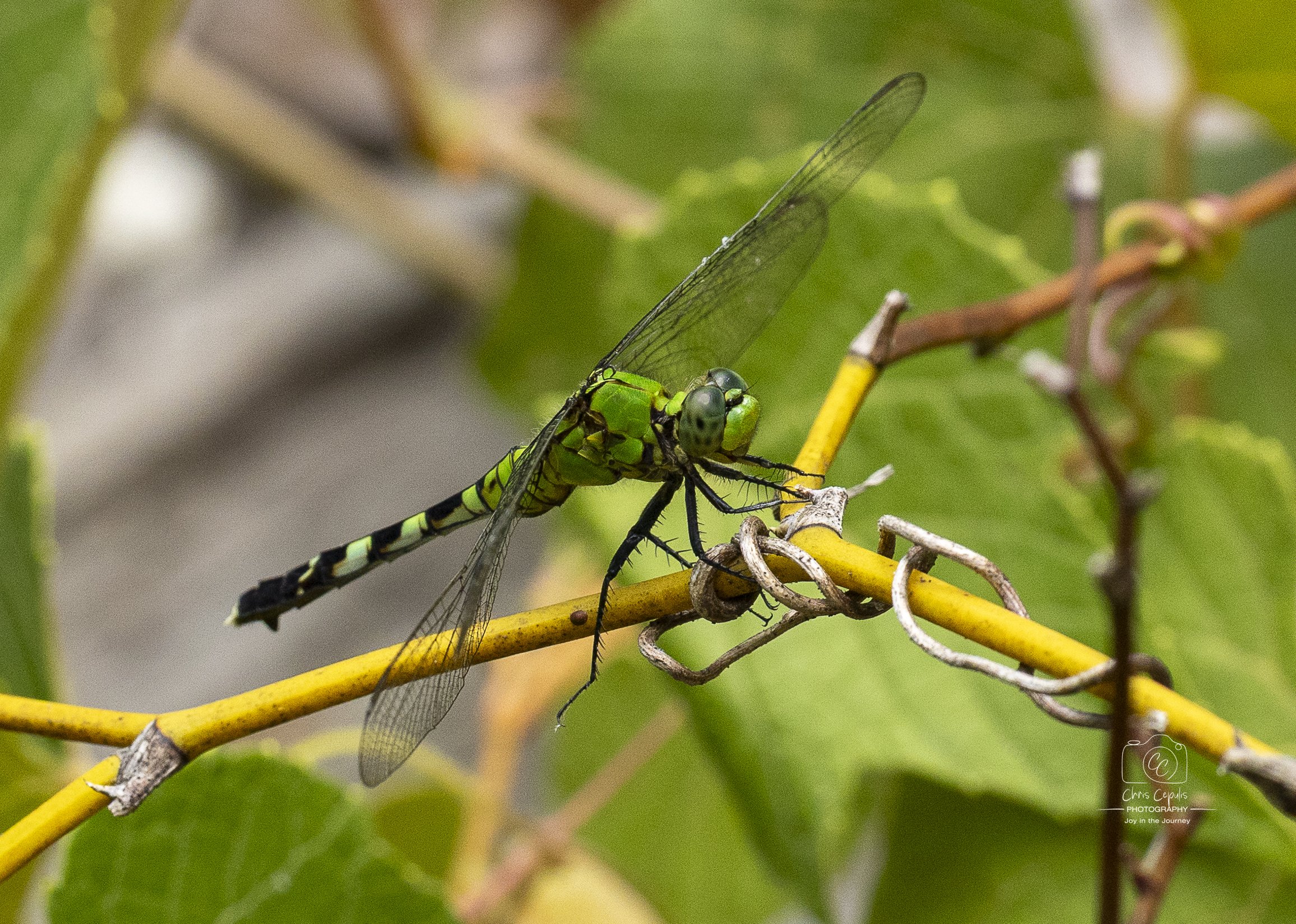 Green darner dragonfly