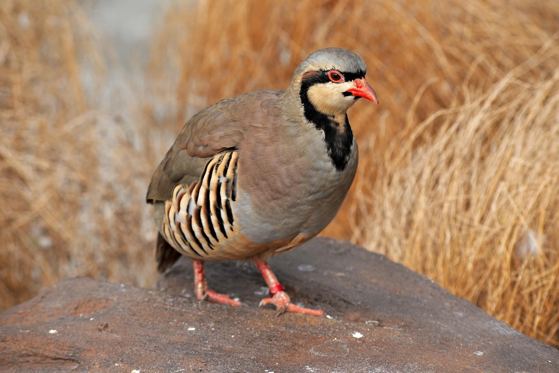 Extra Chukar