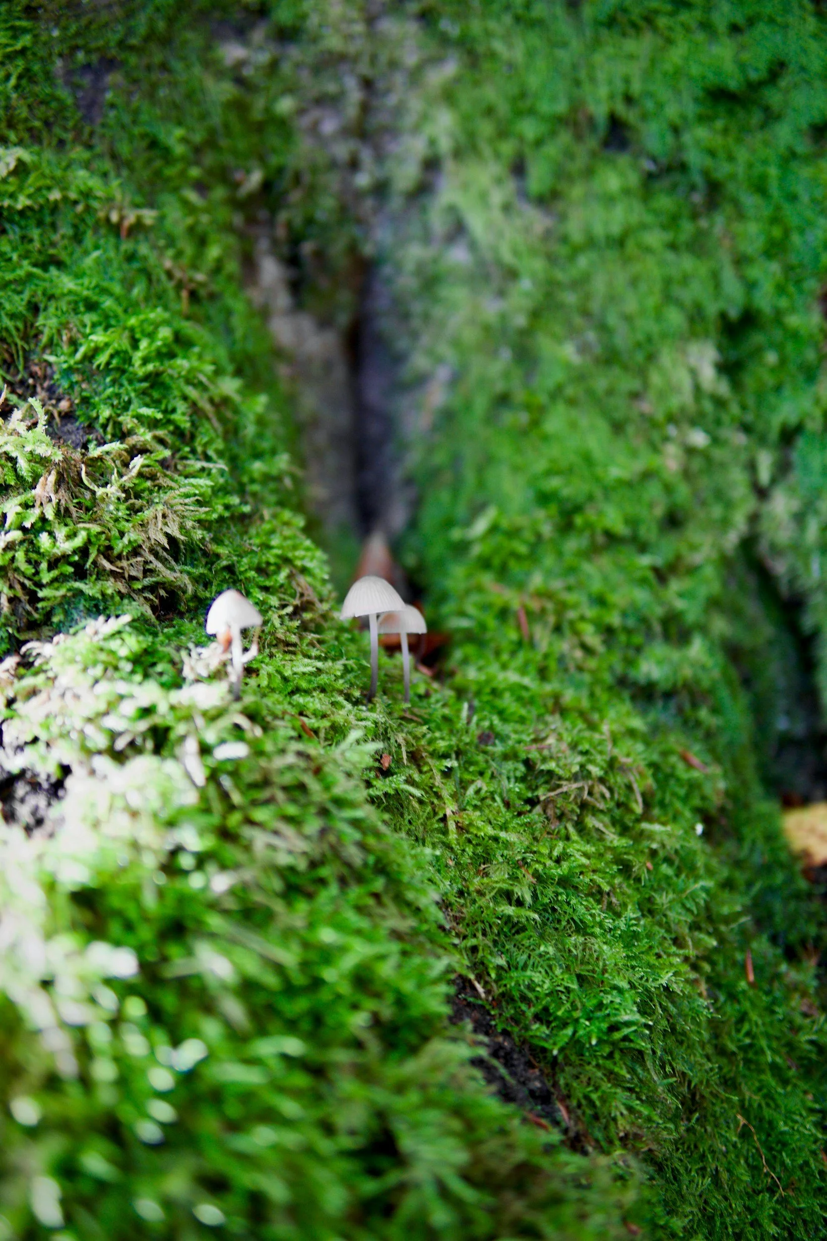 Close-up of moss with small white mushrooms growing on it.