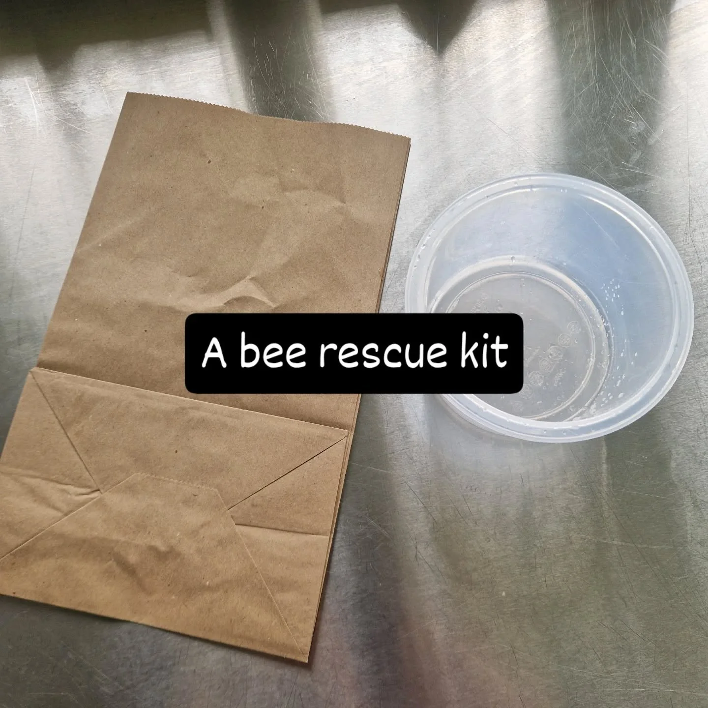 First bee of the season today. Not much for him in the shack but plenty of flowers outside.

#bees #pollinators🐝 #gardentime #sunshine #moraylife