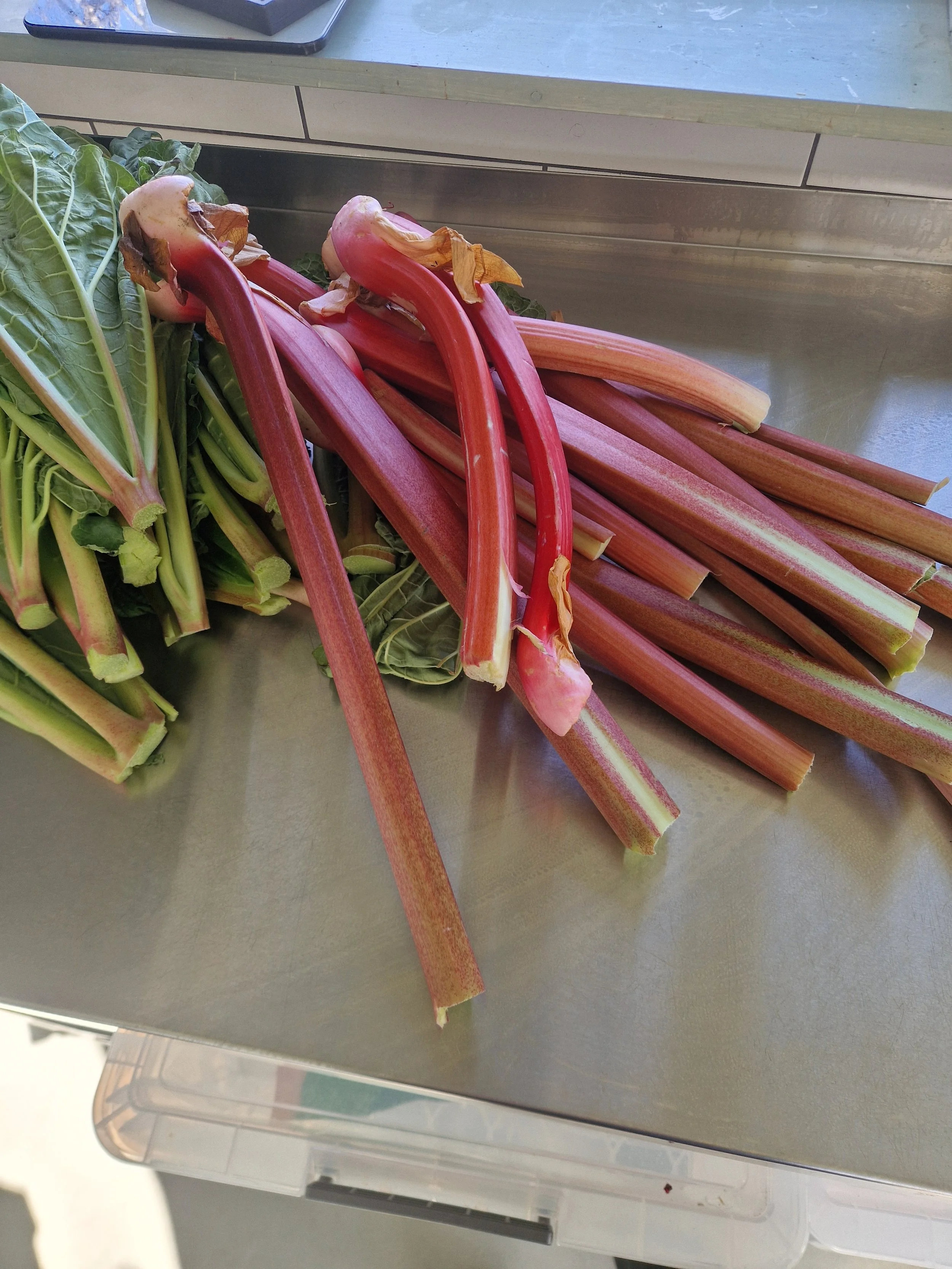 Local Kingston rhubarb