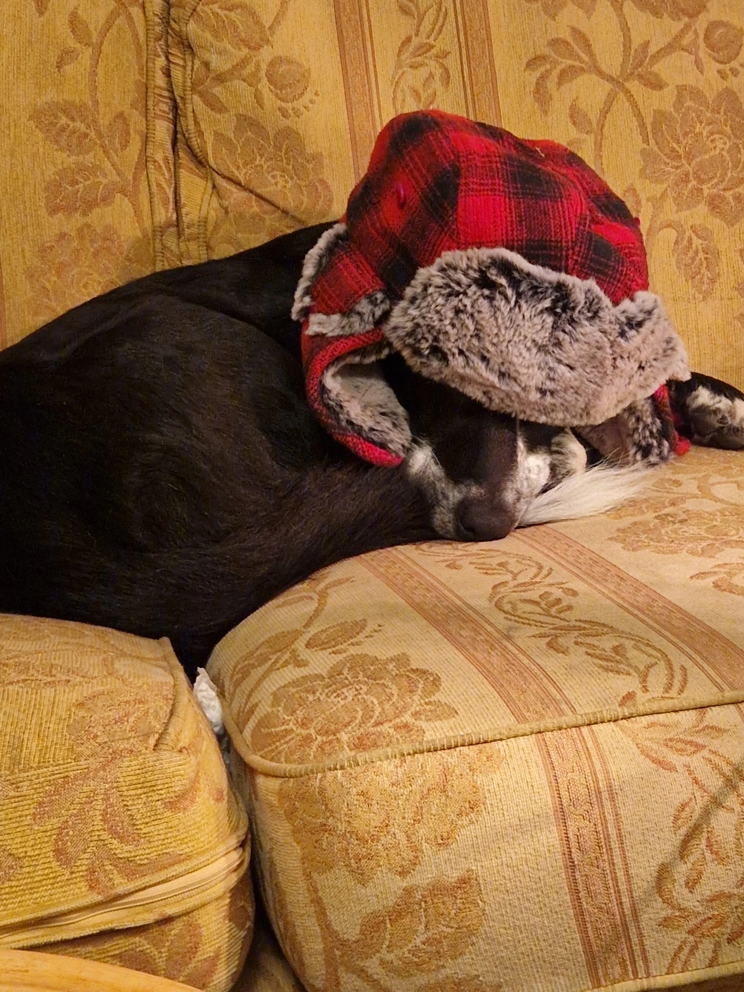 Fitzie the rescue collie