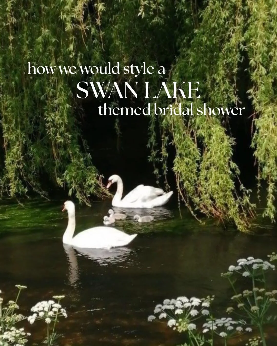 🦢