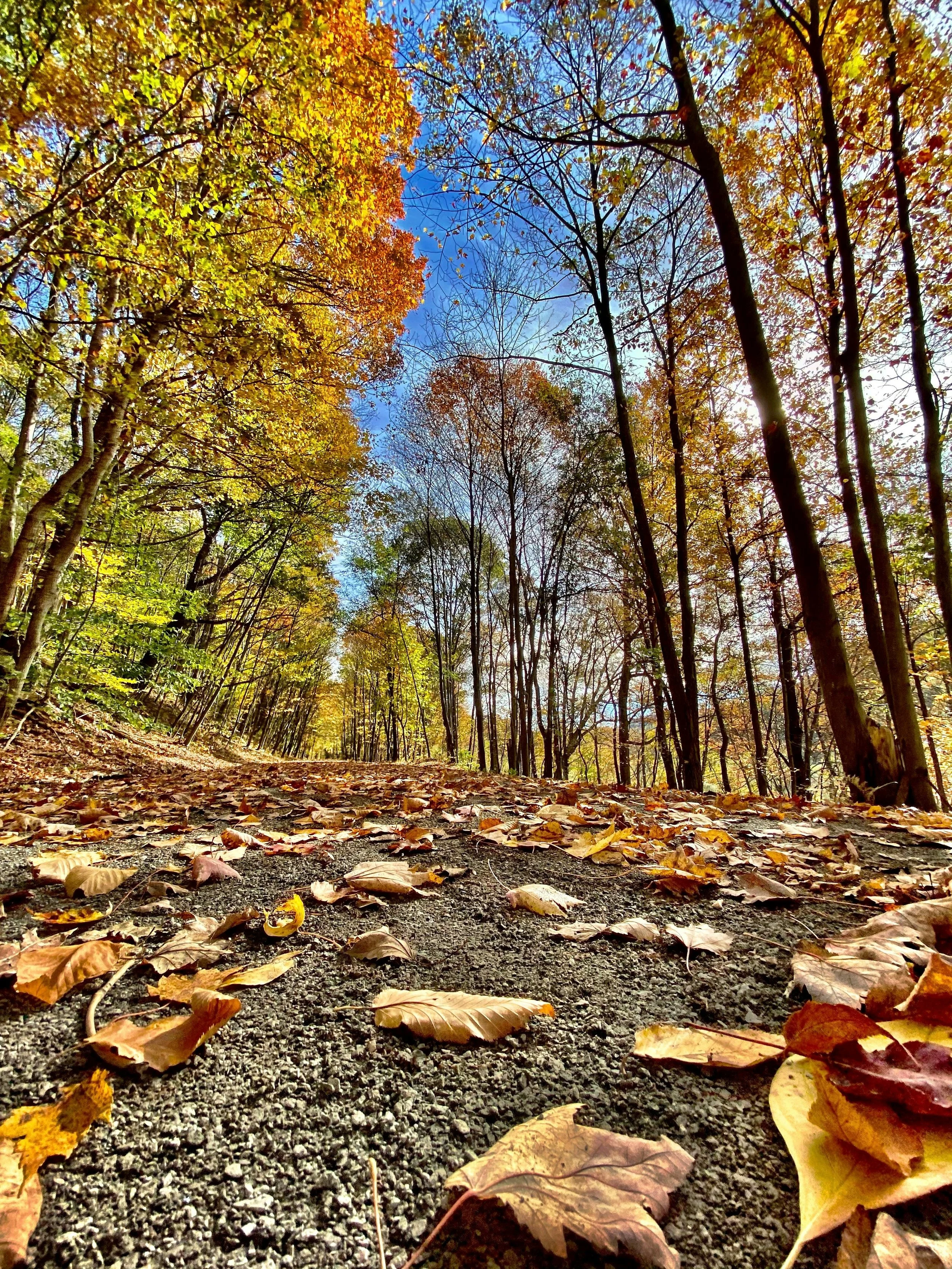 Rural Driveway Construction in Fauquier County: What Landowners Should Know
