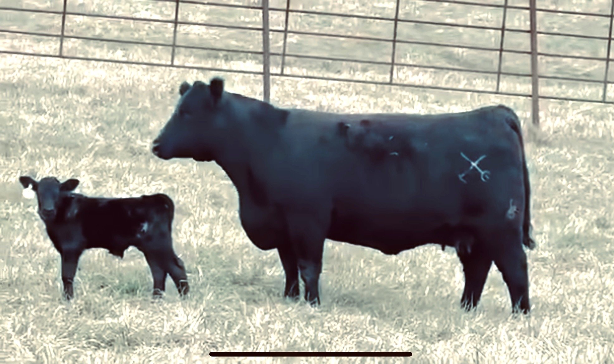 Monomoy Farm's Erica Elite J12 with calf