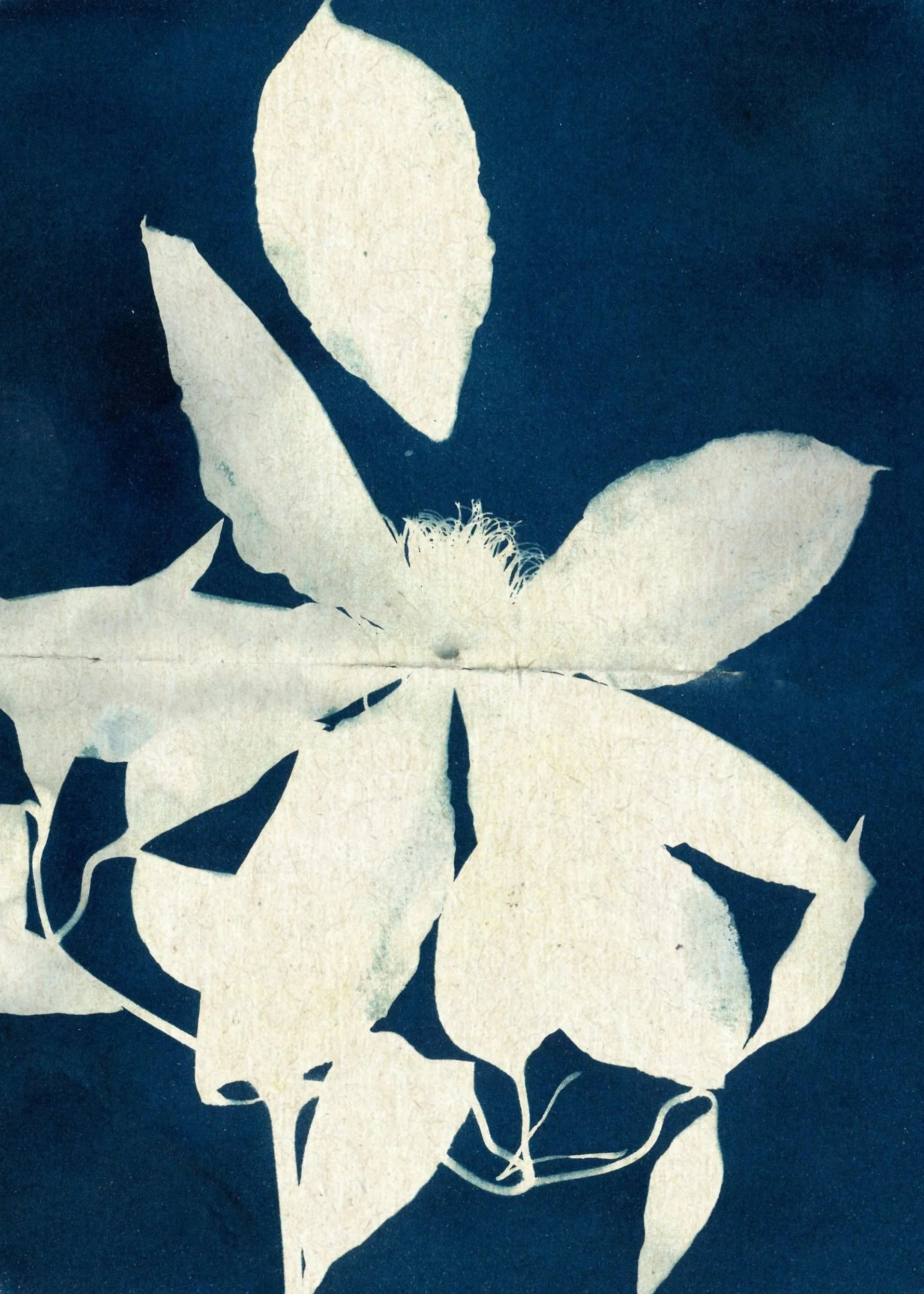 Cyanotypes