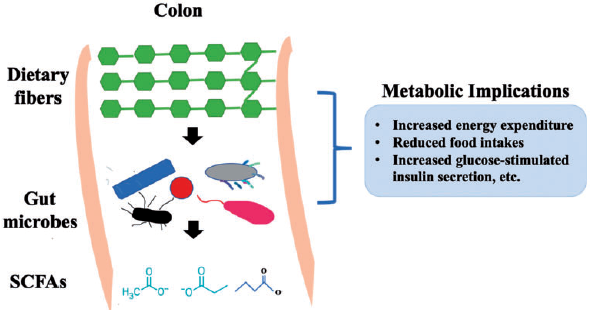 Analyses of short-chain fatty acids and exhaled breath volatiles in dietary intervention trials for metabolic diseases .png