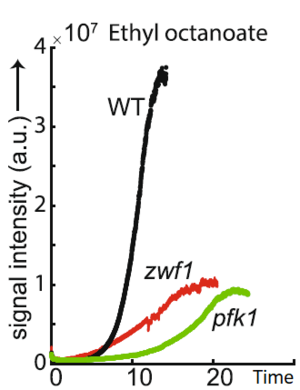 Comprehensive Real-Time Analysis of the Yeast Volatilome