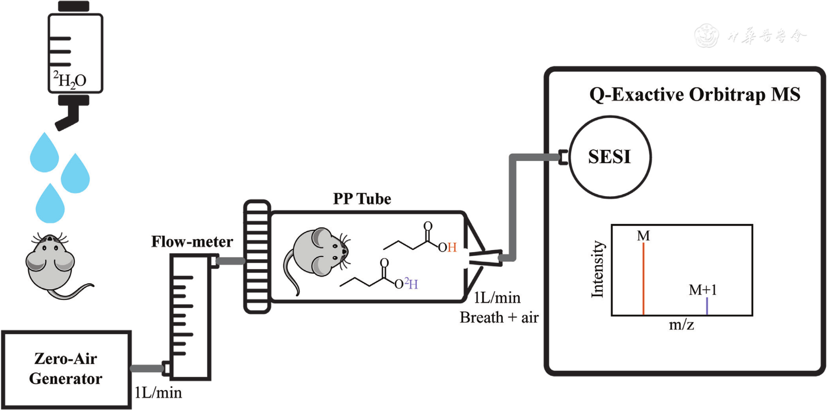In vivo detection of metabolic 2H-incorporation upon ingestion of 2H2O