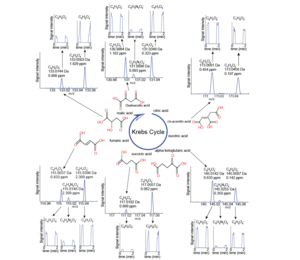 Real-Time Monitoring of Tricarboxylic Acid Metabolites in Exhaled Breath