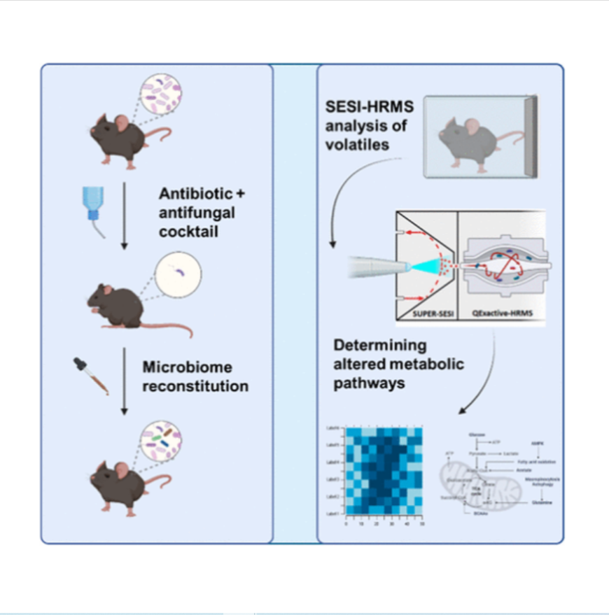 Secondary-Electrospray Ionization Mass Spectrometry-Based Online Analyses of Mouse Volatilome Uncover Gut Microbiome-Dictated Metabolic Changes in the Host
