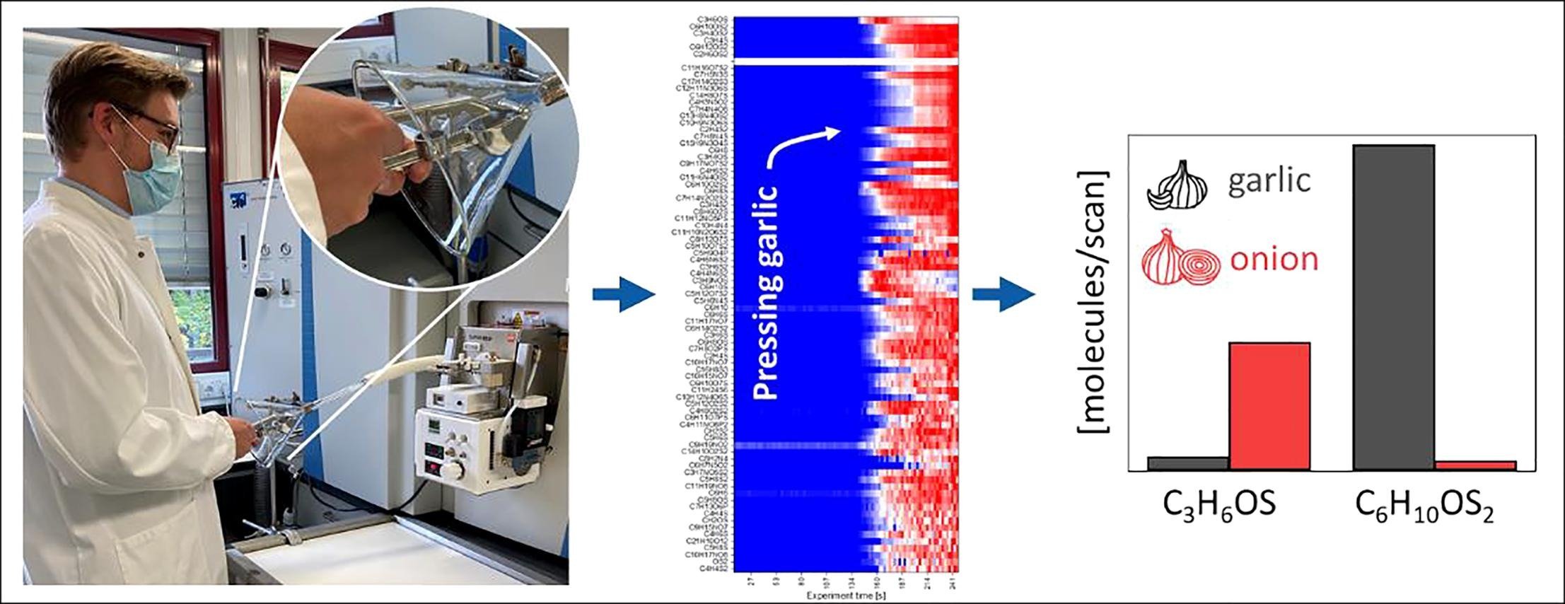 Seeing the smell of garlic: Detection of gas phase volatiles from crushedgarlic (Allium sativum), onion (Allium cepa), ramsons (Allium ursinum) andhuman garlic breath using SESI-Orbitrap MS