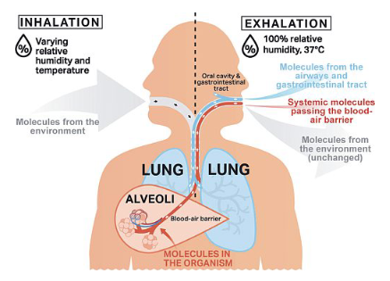 Trends in Direct Breath Analysis by Secondary Electrospray Ionization Mass Spectrometry for Clinical Applications