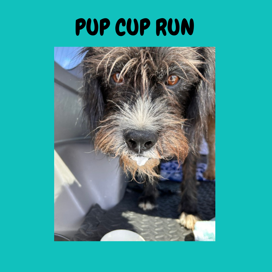 Pup Cup Run