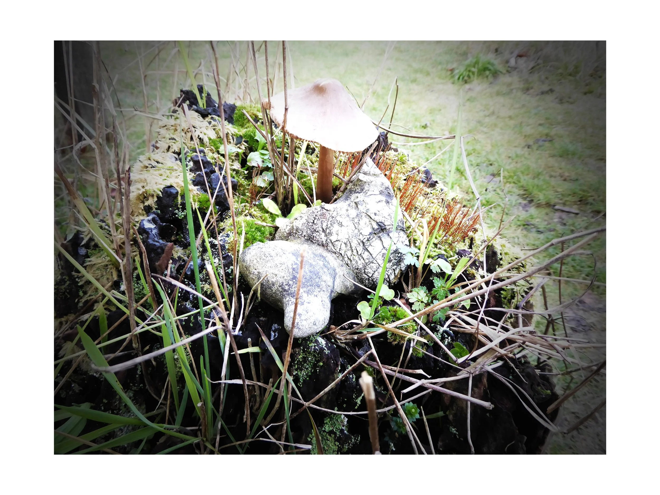 A small mushroom growing among green moss, rocks, and brown dry grass in a natural outdoor setting.