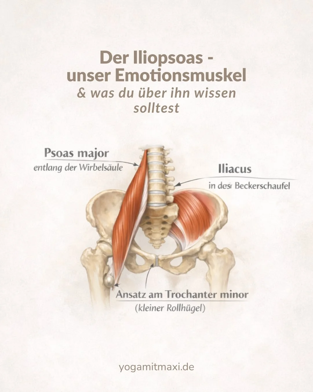 ein bisschen was &uuml;ber den Iliopsoas 🤍