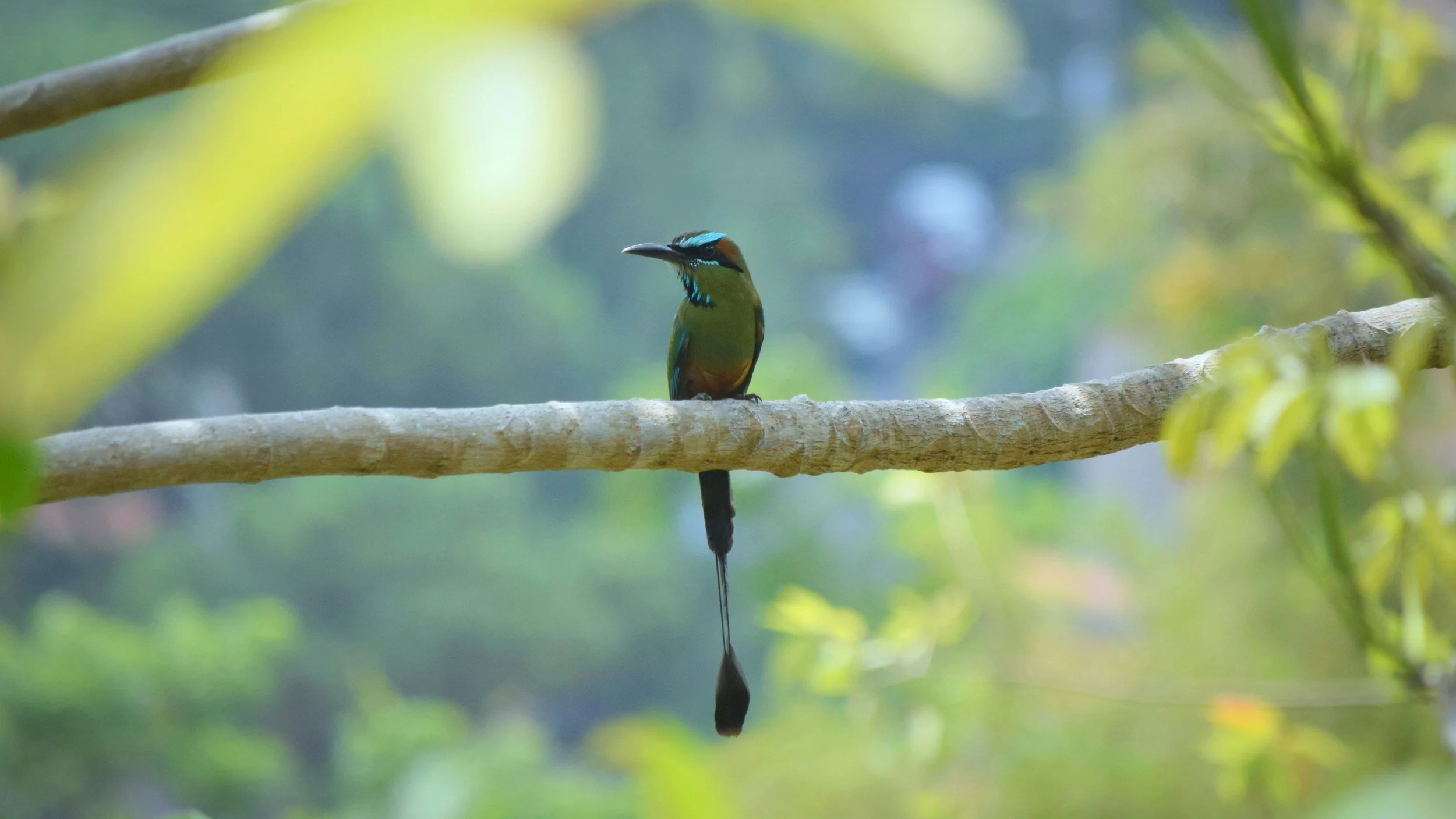 Postcard from the Root