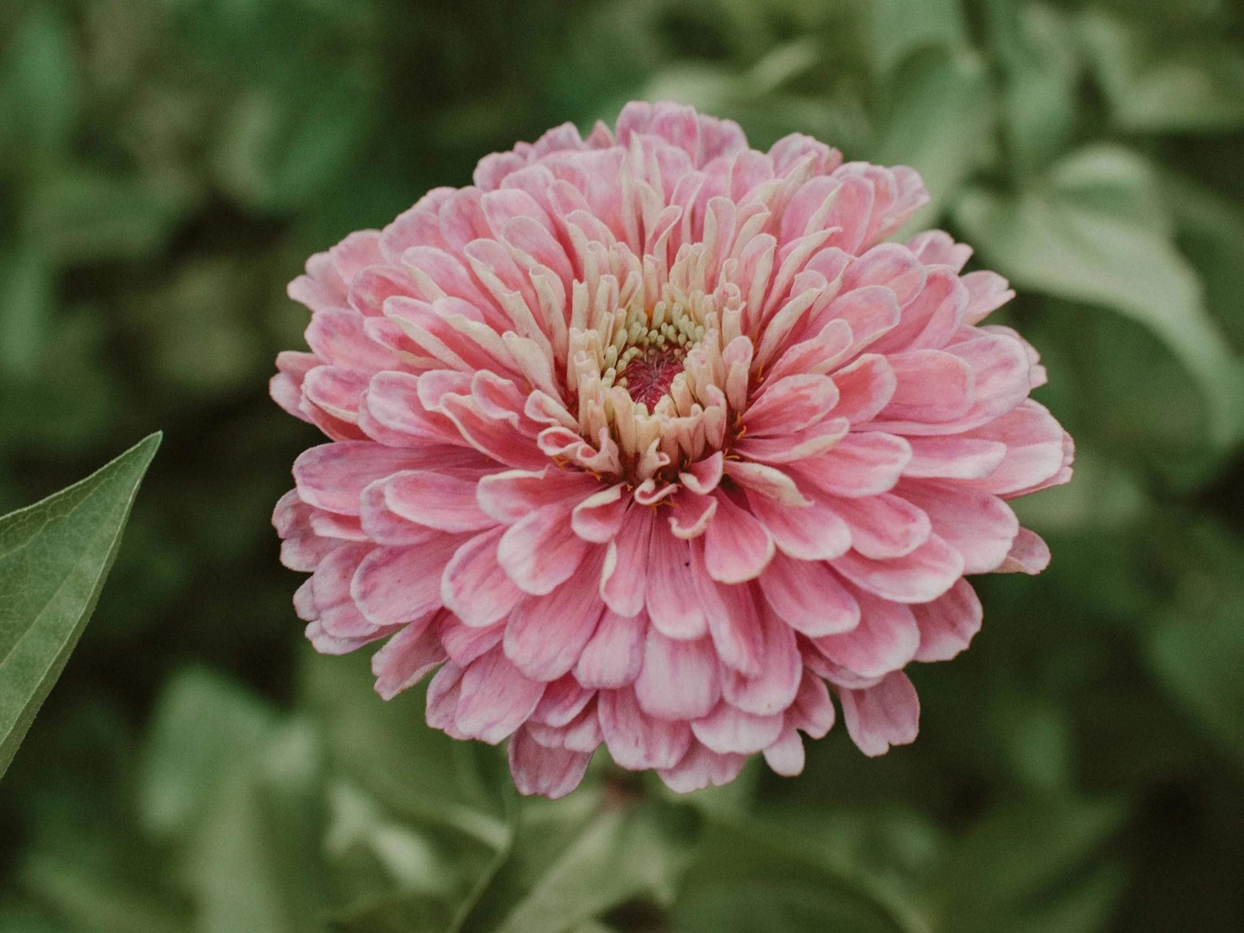 The Existence of Suffering &amp; the Goodness of God