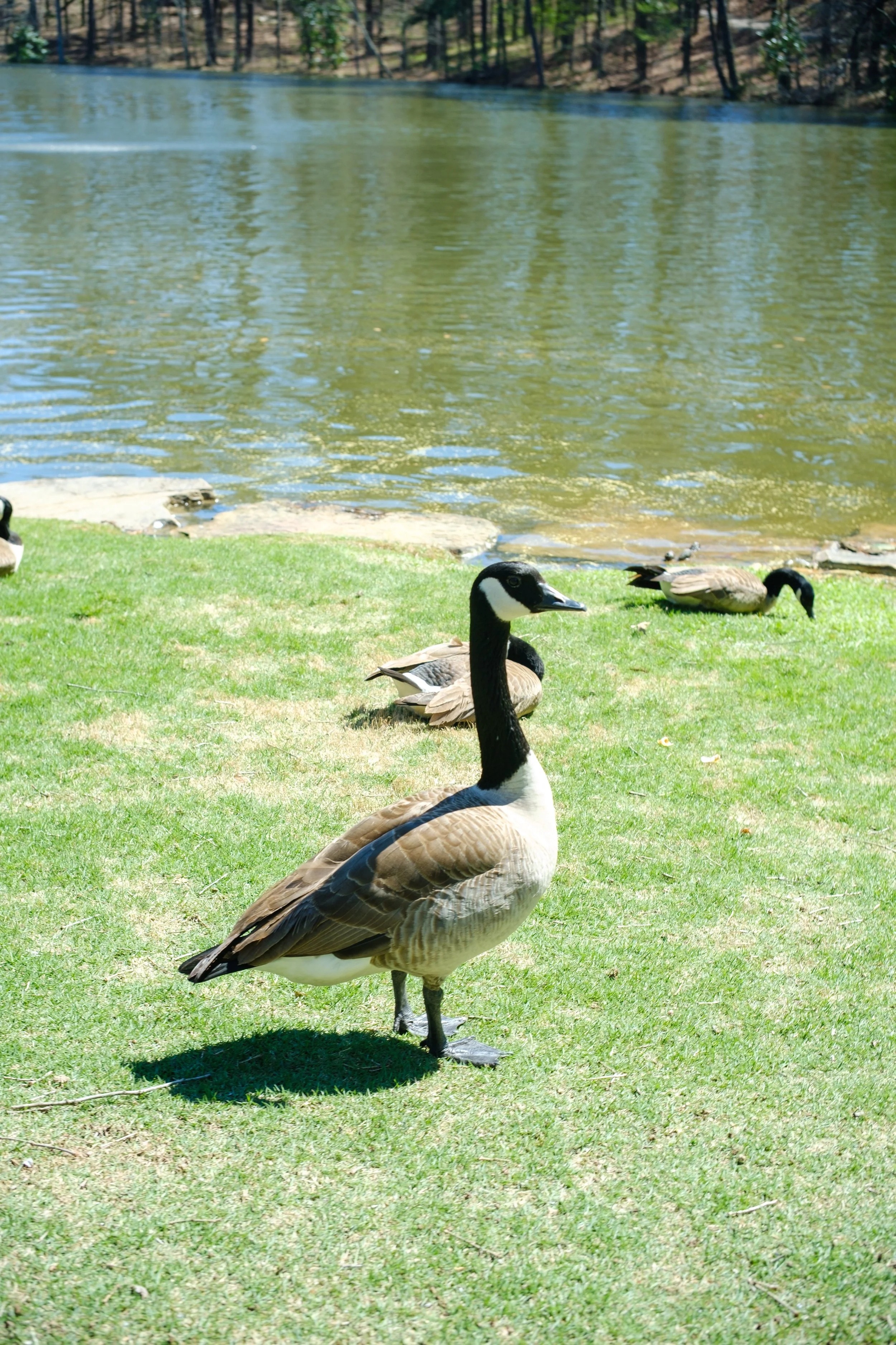 geese-1.jpg