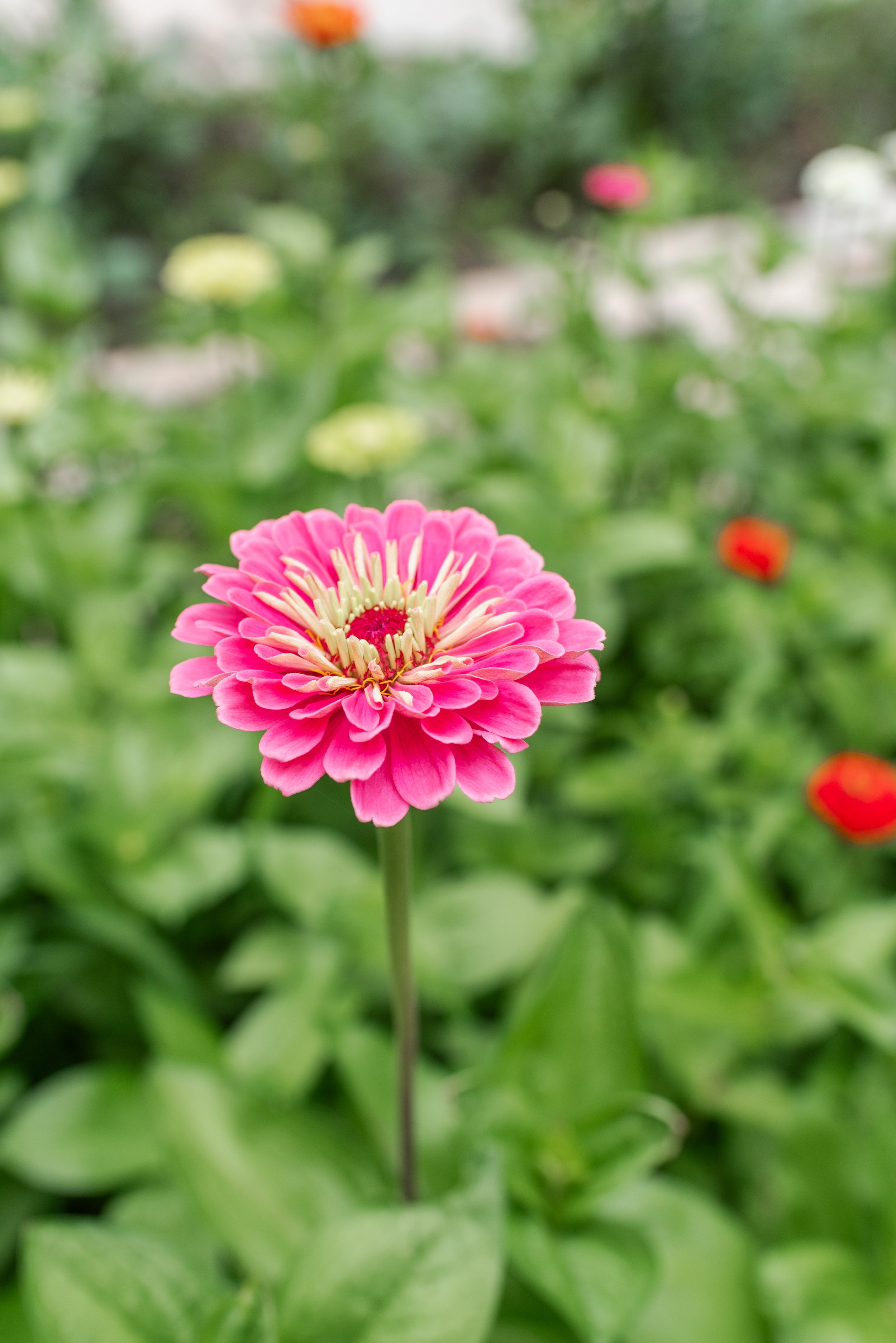 BaftyGarden053024-09.jpg
