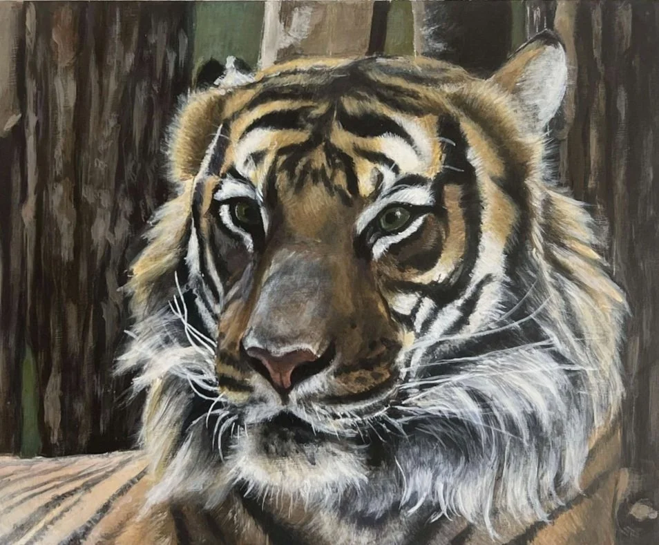 Tiger Study
Acrylic Paint on Illustration Board
2023