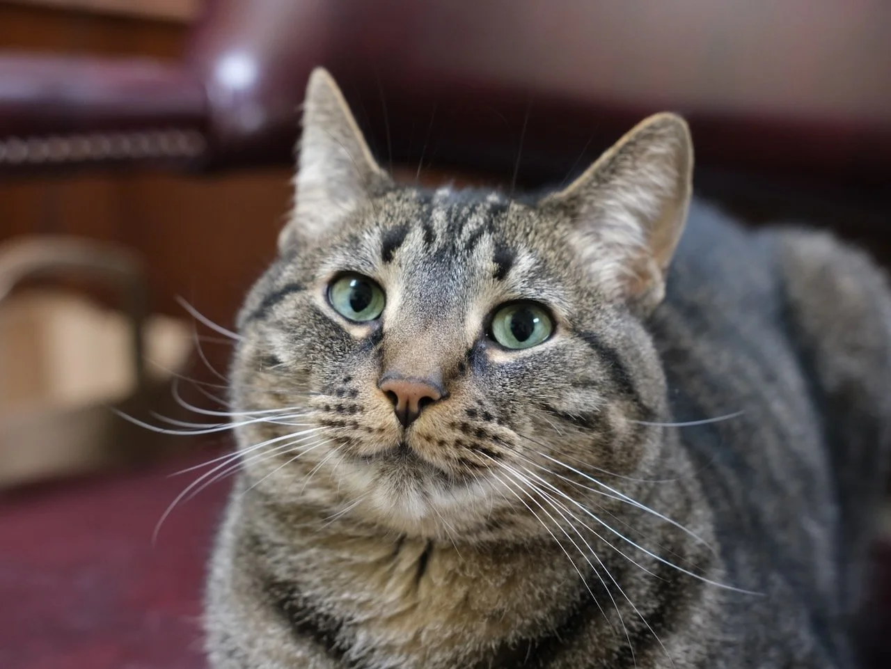 Head Up Head Shot of Cat on 28 October  2025