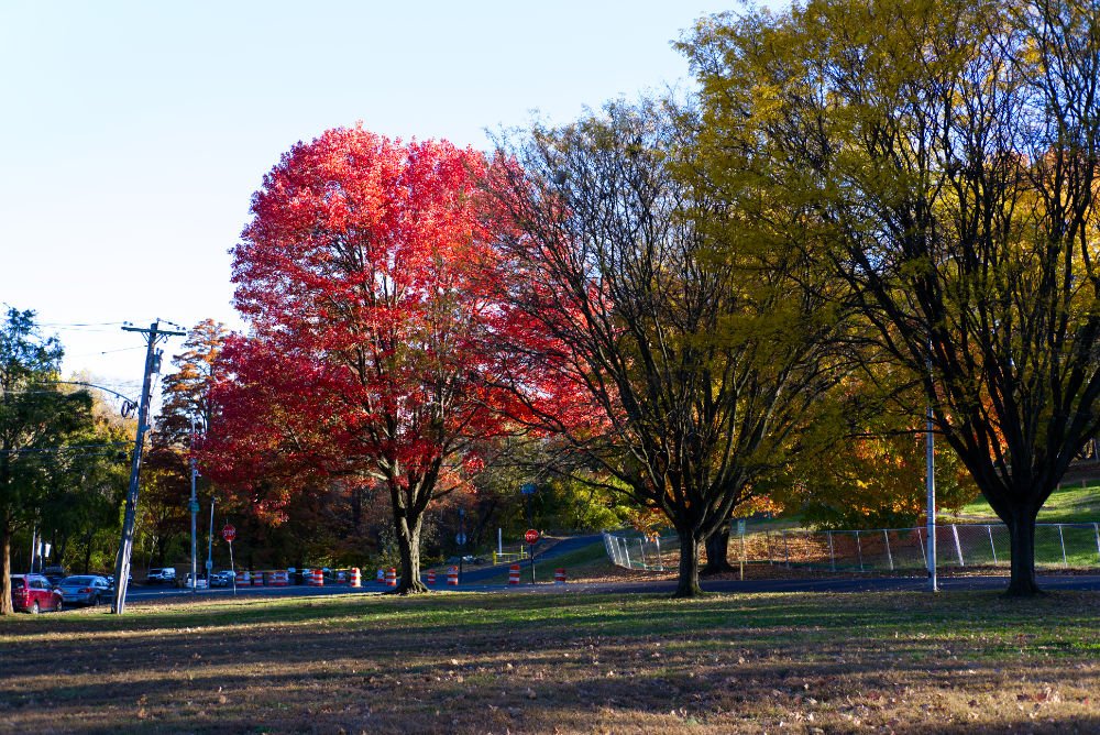 Red Leaves on Lemon Hill in Philadelphia on 4 November 2025