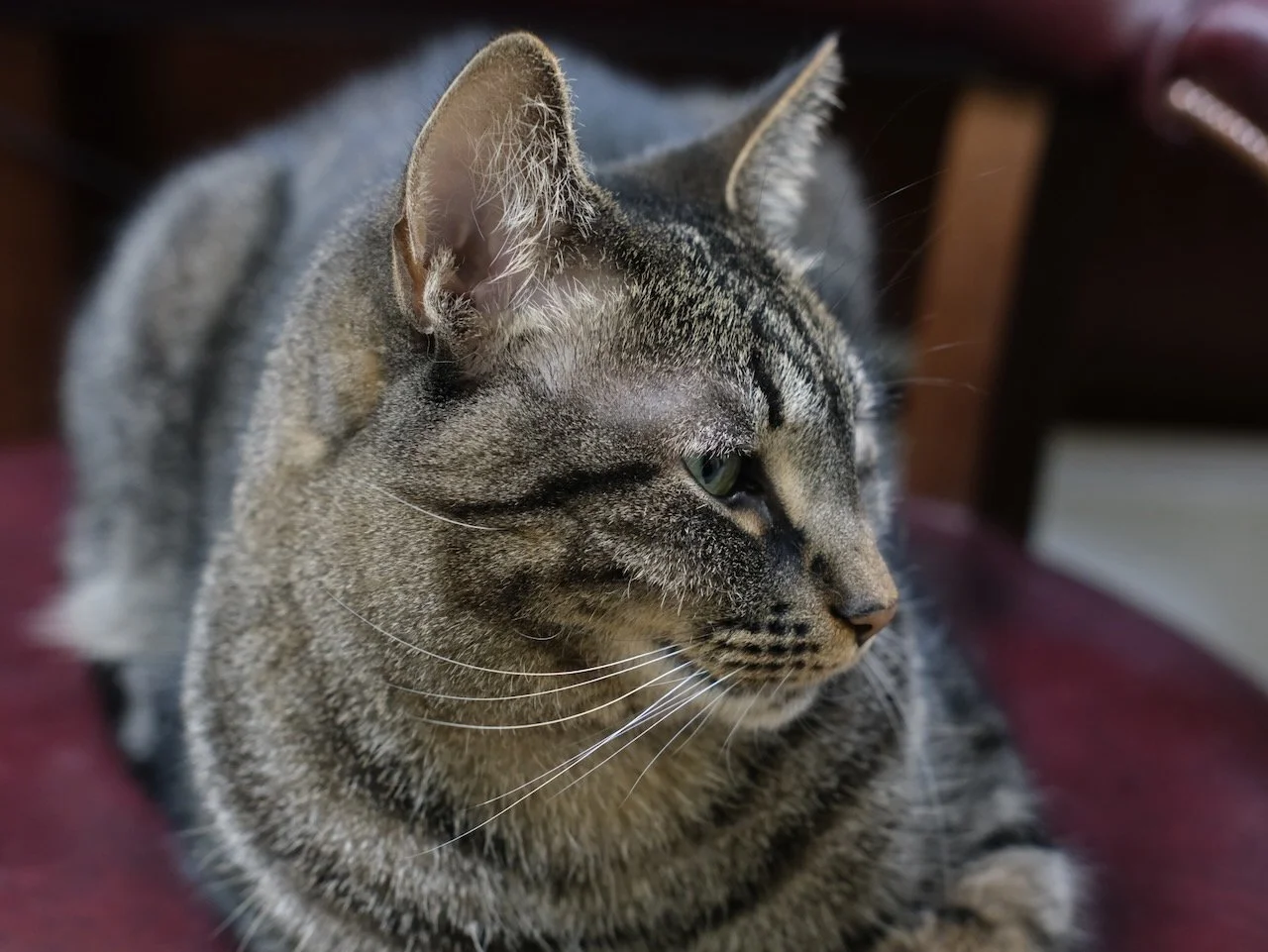 Profile Portrait of Cat on 23 October 2025