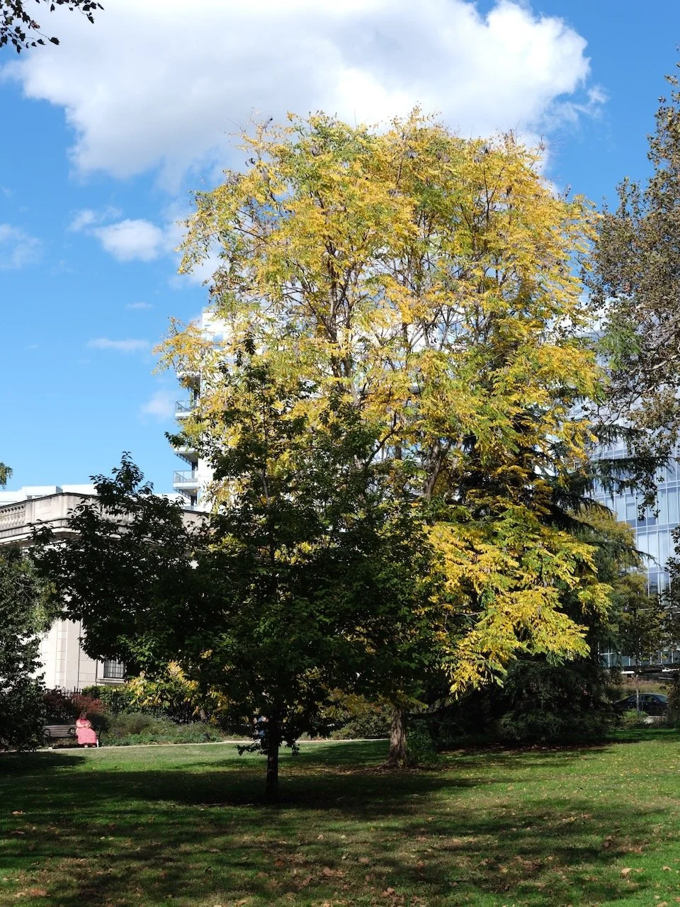 Yellow Fall Leaves Near Barnes Foundation on 22 October 2025