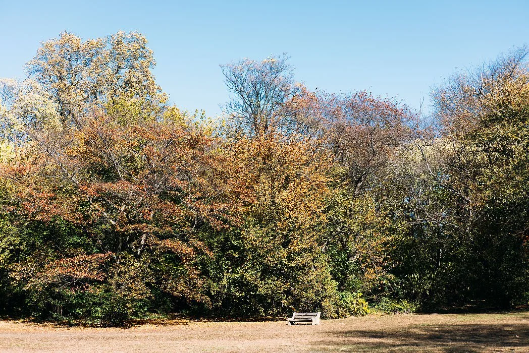 Trees and Bench at Fairmount Park on 4 November 2025