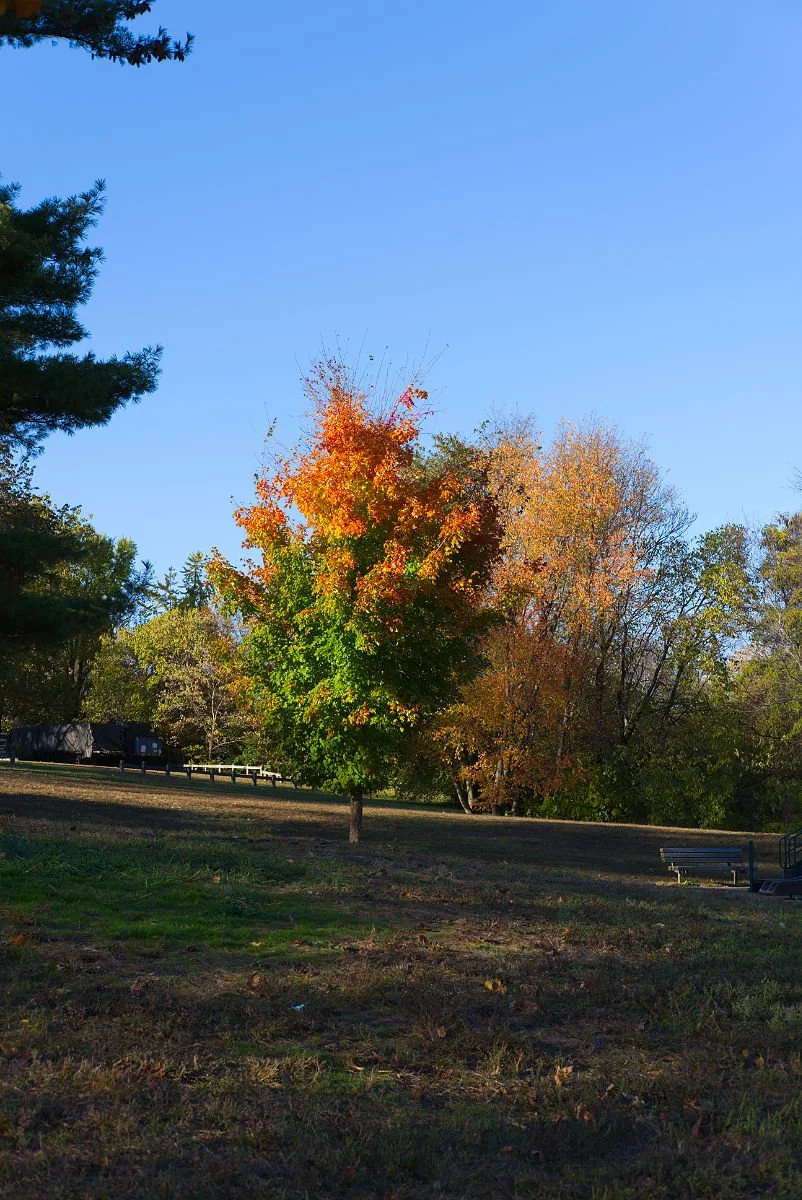 Orange Topped Tree on Lemon Hill in Philadelphia on 4 November 2025
