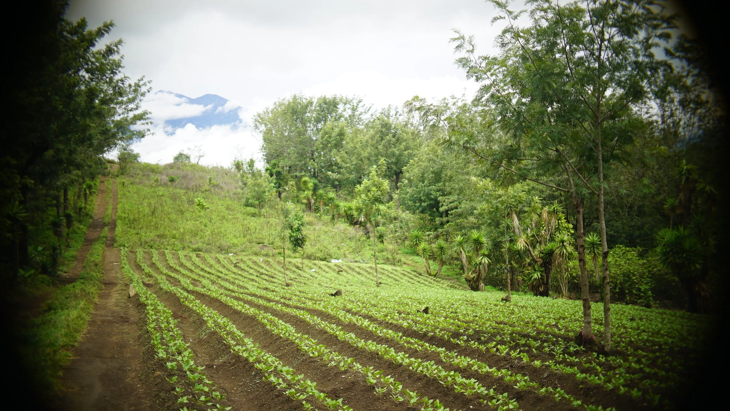 HOW MUCH LAND IS TOO MUCH LAND?