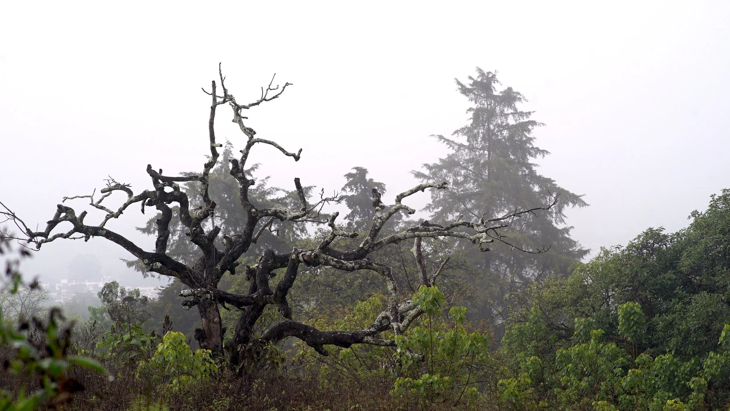 RANTS FROM THE MOUNTAIN: THE THIN VENEER OF CIVILIZATION