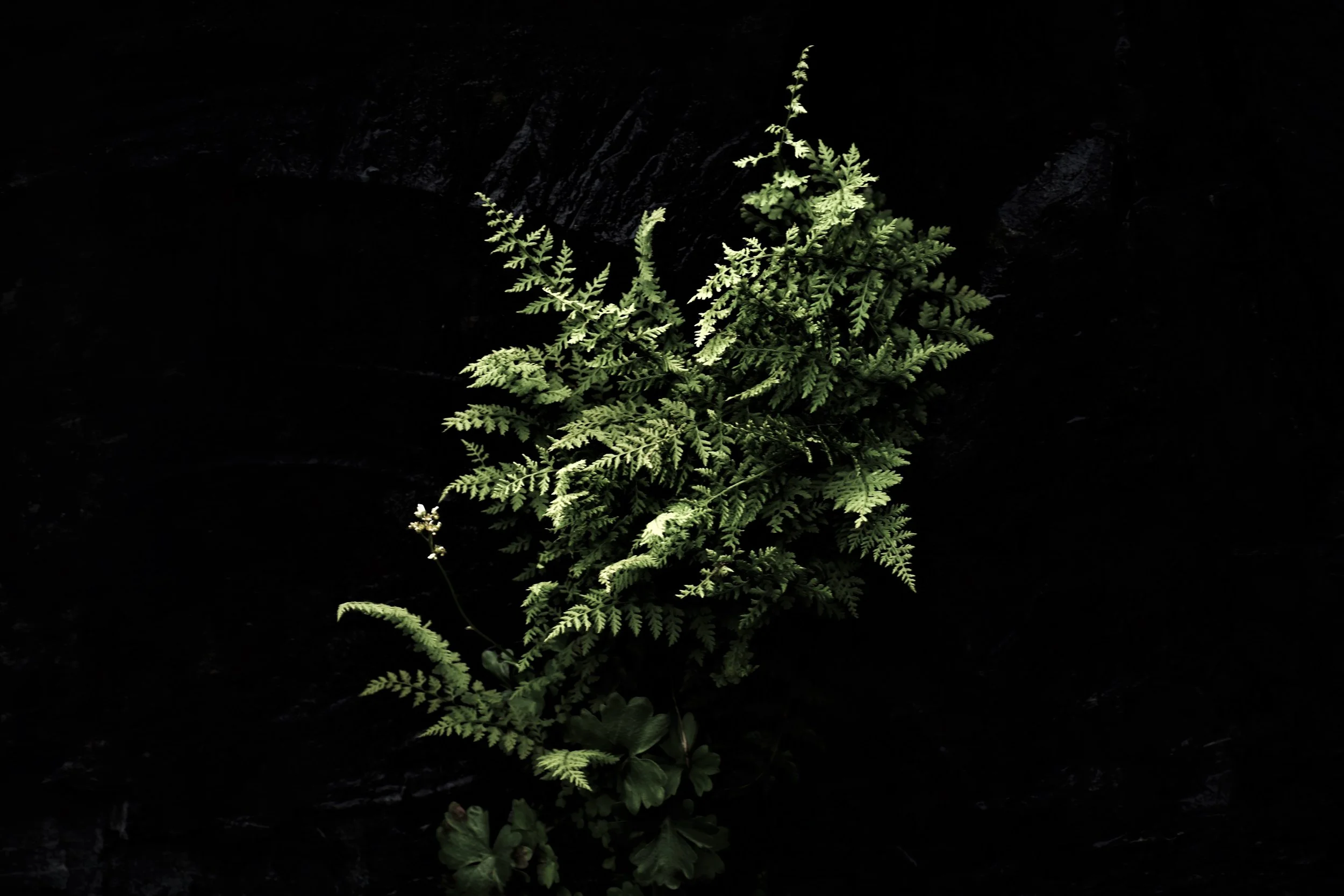 A photo with a dark background, where ferns are twisting and growing upward