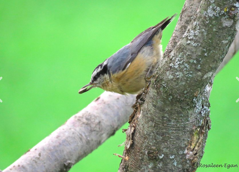 Red-breasted Nuthatches find way to put best foot forward
