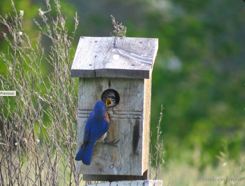 Baby Bluebirds get subtle message to fly the coop