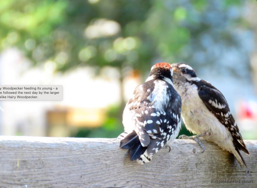 Woodpeckers are birds of a feather