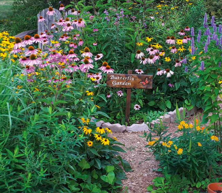 Seeding for Pollinators