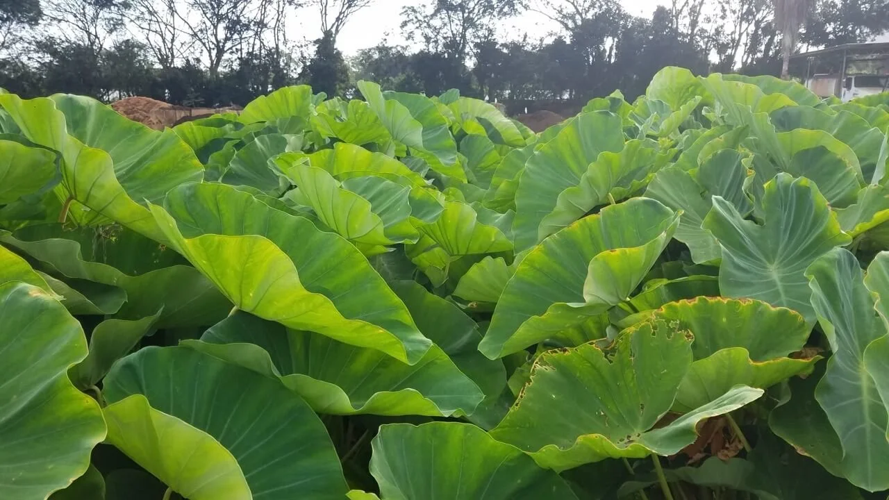 taro-leafs.jpeg