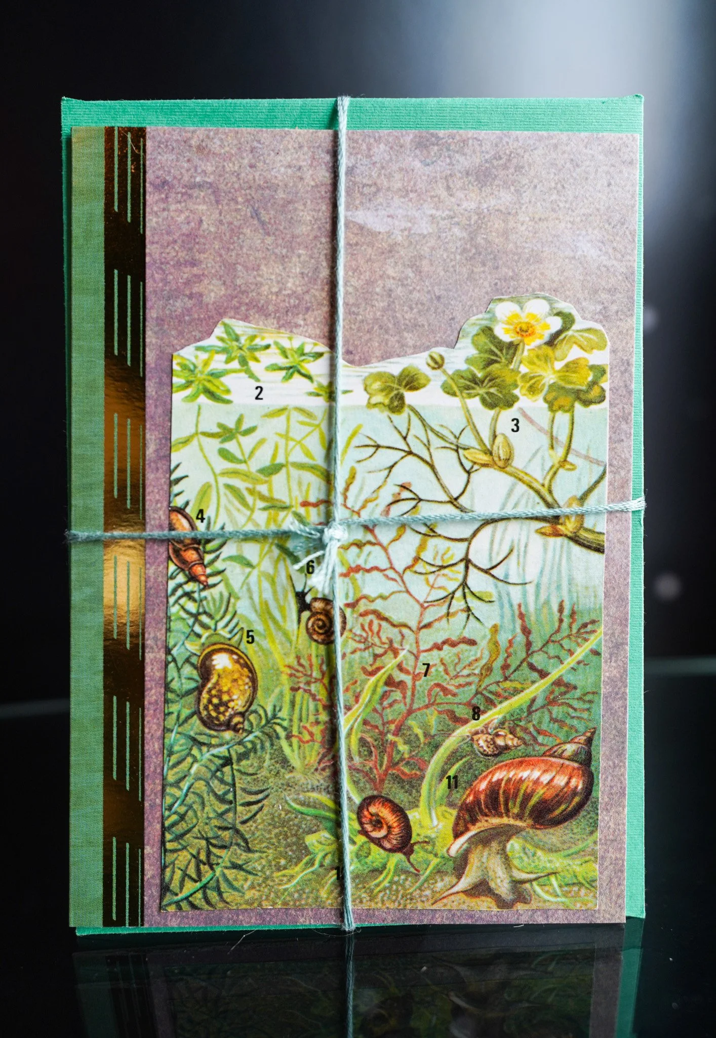 The Aquatic Garden: Botanical Collage Card