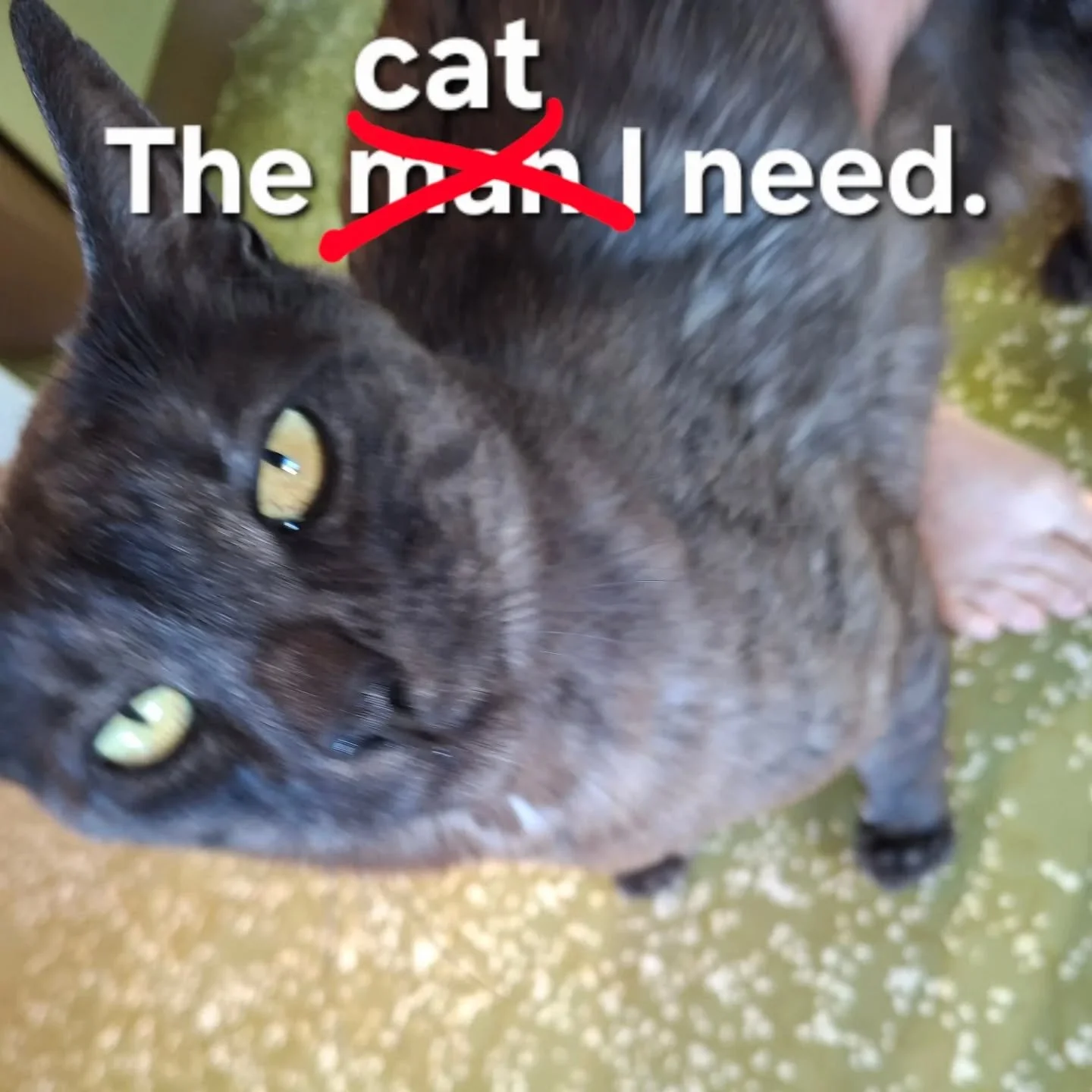 The universe may not bring you the cat you think you want, but it will probably bring the cat you need. 
#toxicpositivity #spinstercore