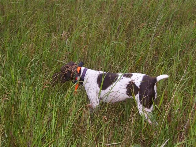 dog_006.jpg