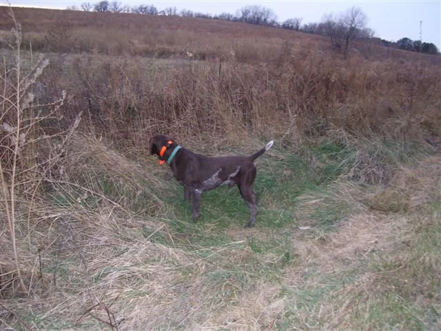dog_011.jpg
