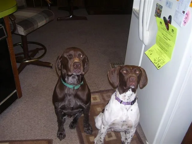 dog_008.jpg
