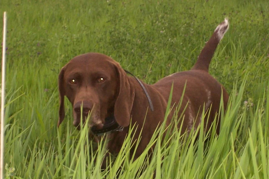 dog_030.jpg