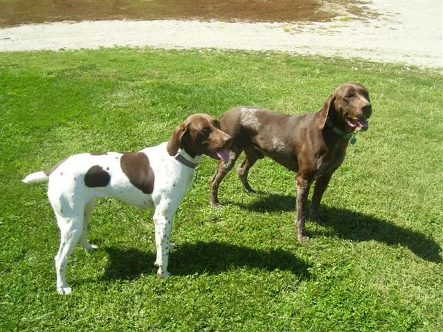dog_001.jpg