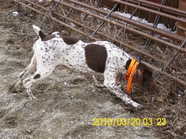 dog_016.jpg