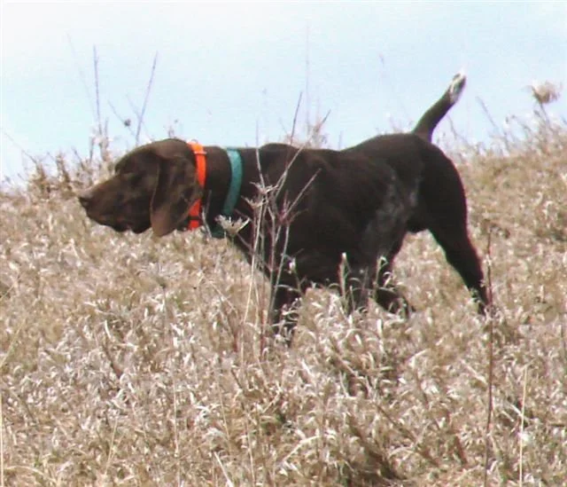 dog_013.jpg