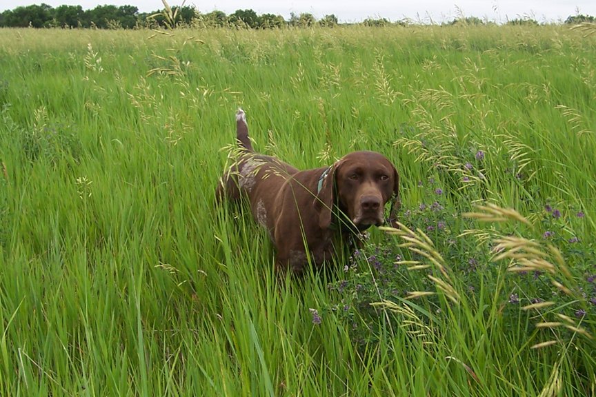 dog_028.jpg