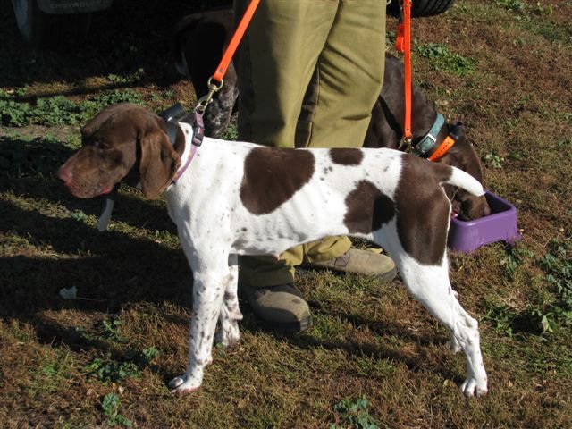 dog_005.jpg